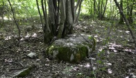 rsz_trtare1