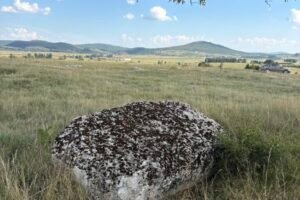 Bjelosavljevići24